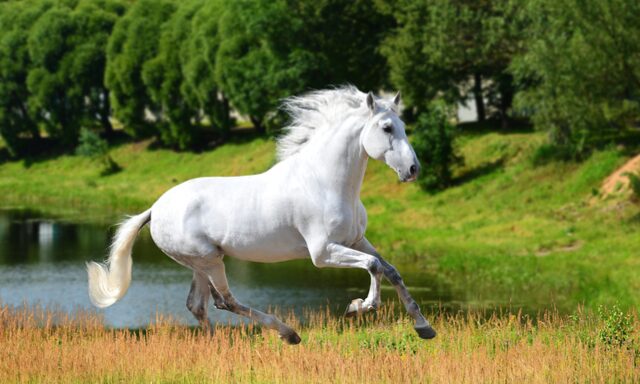The Beauty and Grace of the Andalusian Horse Photo