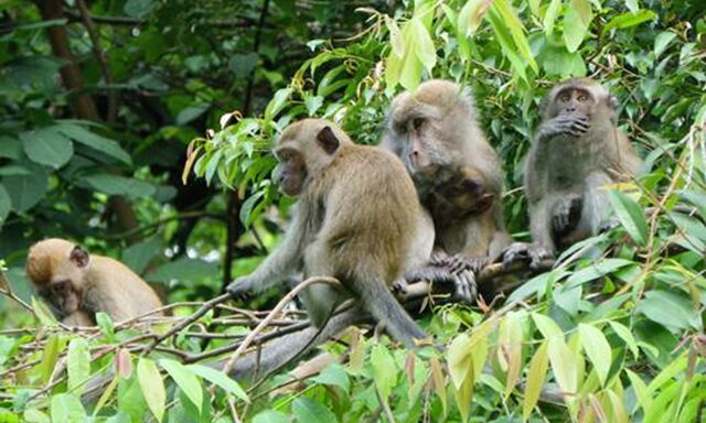 Treetop Walk in the MacRitchie Reservoir Photo