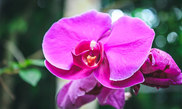 Amazing Mountain Views & Villa Botanica  Photo