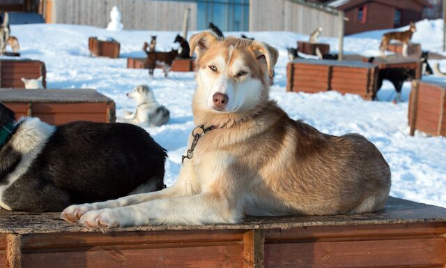 A Walk with The Huskies Photo