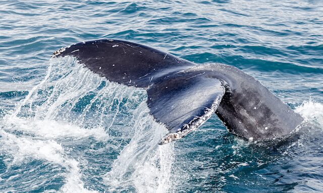 Whale Watching Safari Photo