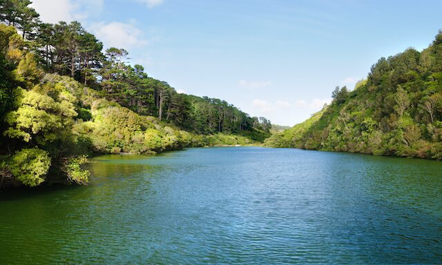 Zealandia Sanctuary and Otari-Wilton’s Bush Walk Photo