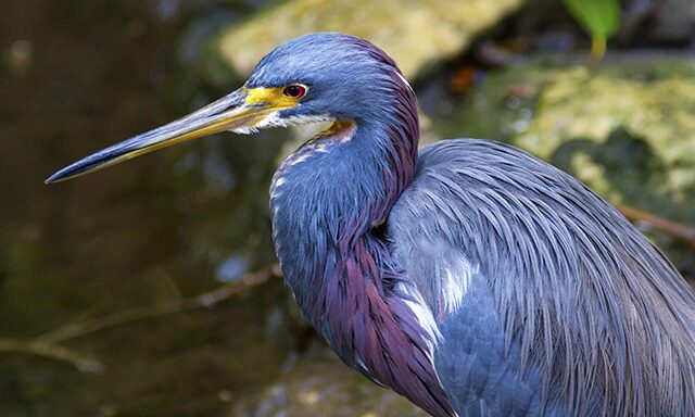 Muthurajawela Wetlands Cruise Photo