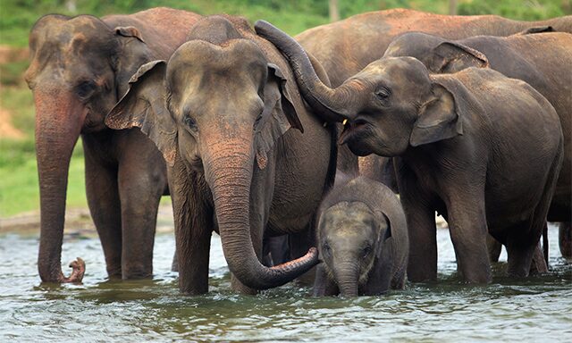 Elephants of Pinnawela Photo