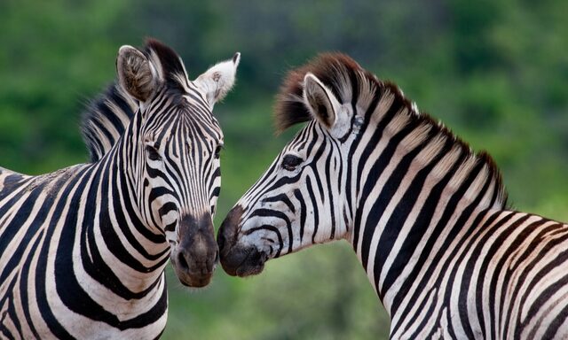 Hluhluwe-Imfolozi Game Drive Photo