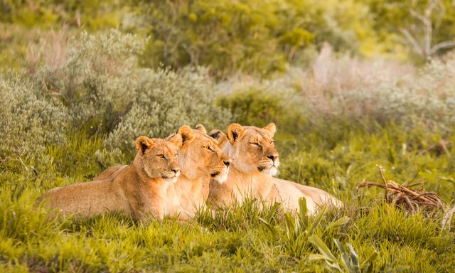 St. Lucia Boat Cruise & Hluhluwe-Imfolozi Game Drive Photo