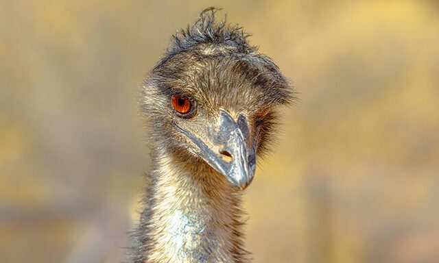 Australian Wildlife Sanctuary & Merimbula Photo