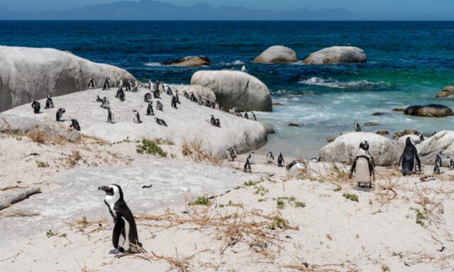 Penguin Island Cruise <br> South Africa!''