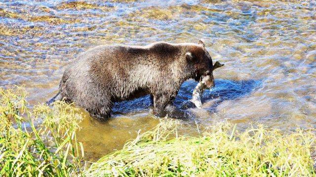 Spasski River Valley, Wildlife & Bear Search Map