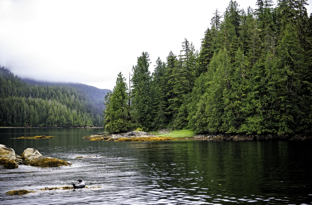 Alaska’s Inside Passage with dense evergreen forests, rocky shoreline, calm water, and resting harbor seals.